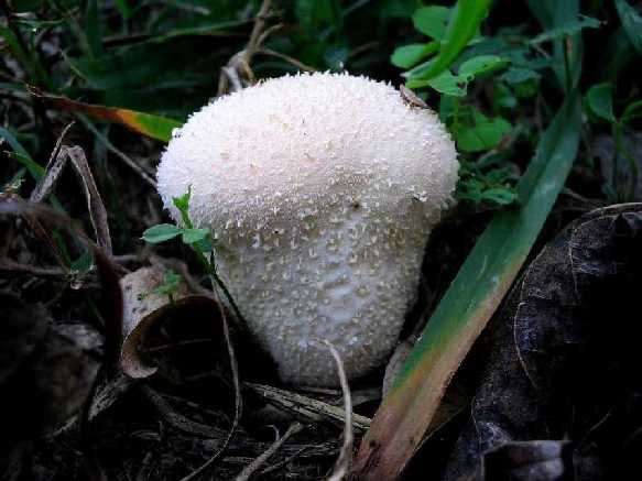 Nel giardino di Fior............